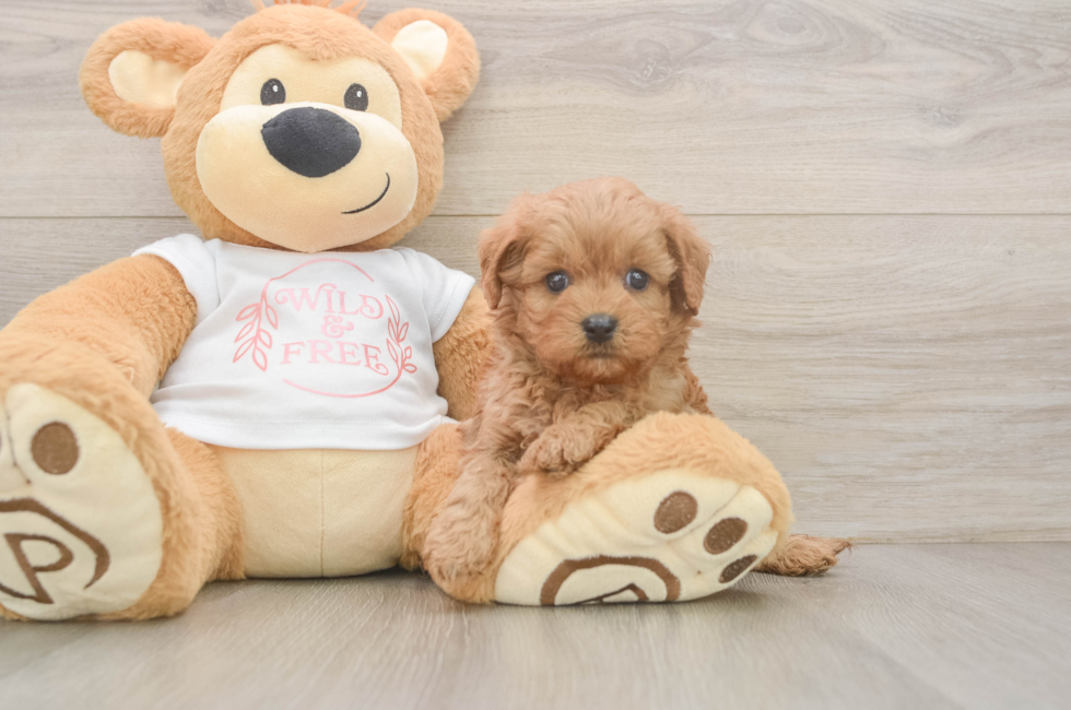 5 week old Cavapoo Puppy For Sale - Premier Pups