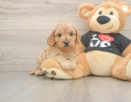 6 week old Cavapoo Puppy For Sale - Premier Pups