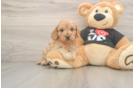 Smart Cavapoo Poodle Mix Pup