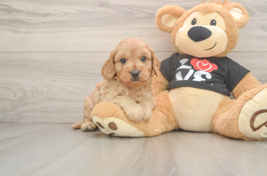 Smart Cavapoo Poodle Mix Pup