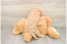 Petite Cavapoo Poodle Mix Pup