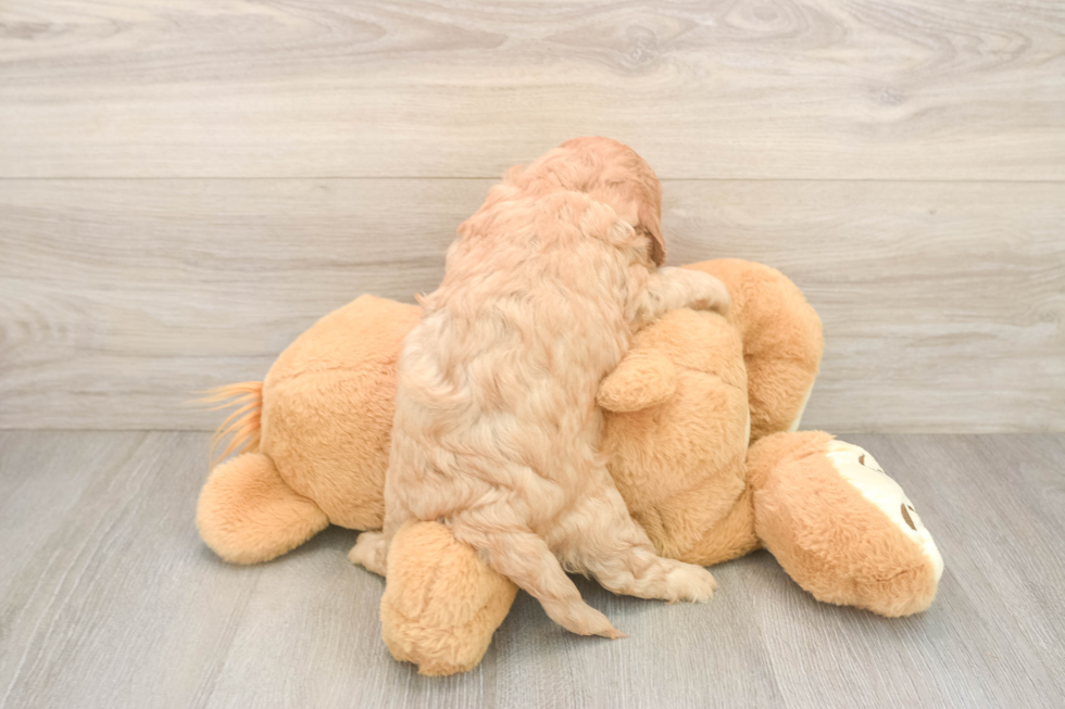 Petite Cavapoo Poodle Mix Pup