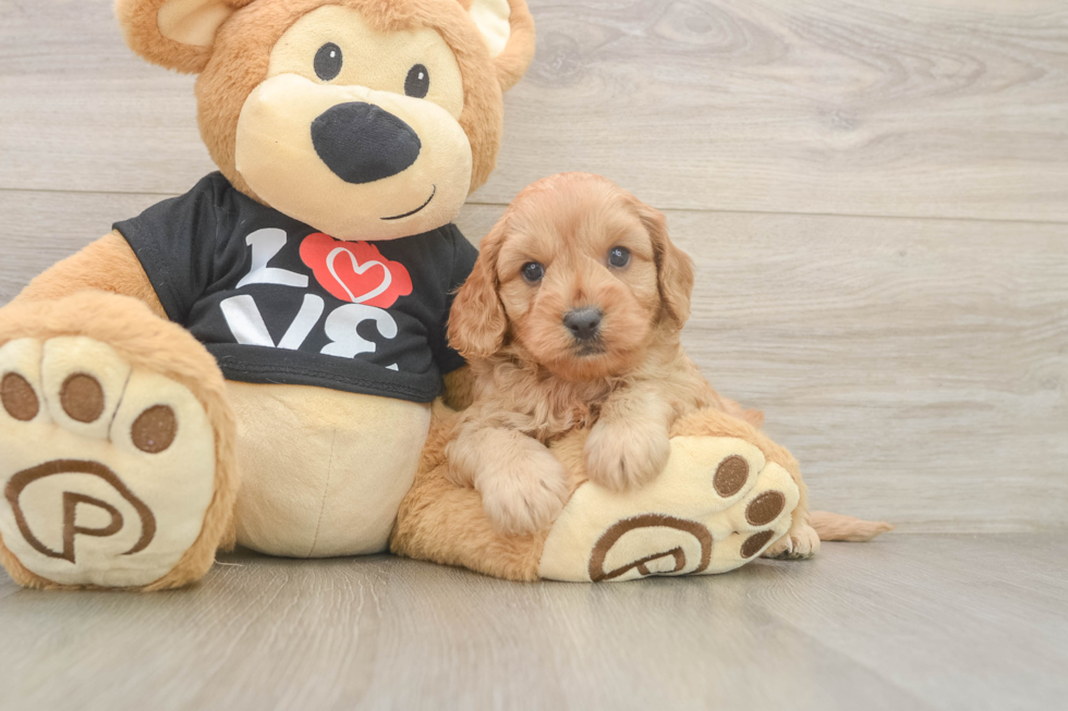 Cavapoo Pup Being Cute