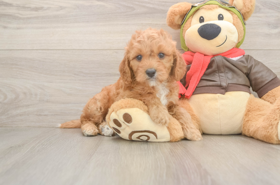 6 week old Cavapoo Puppy For Sale - Premier Pups