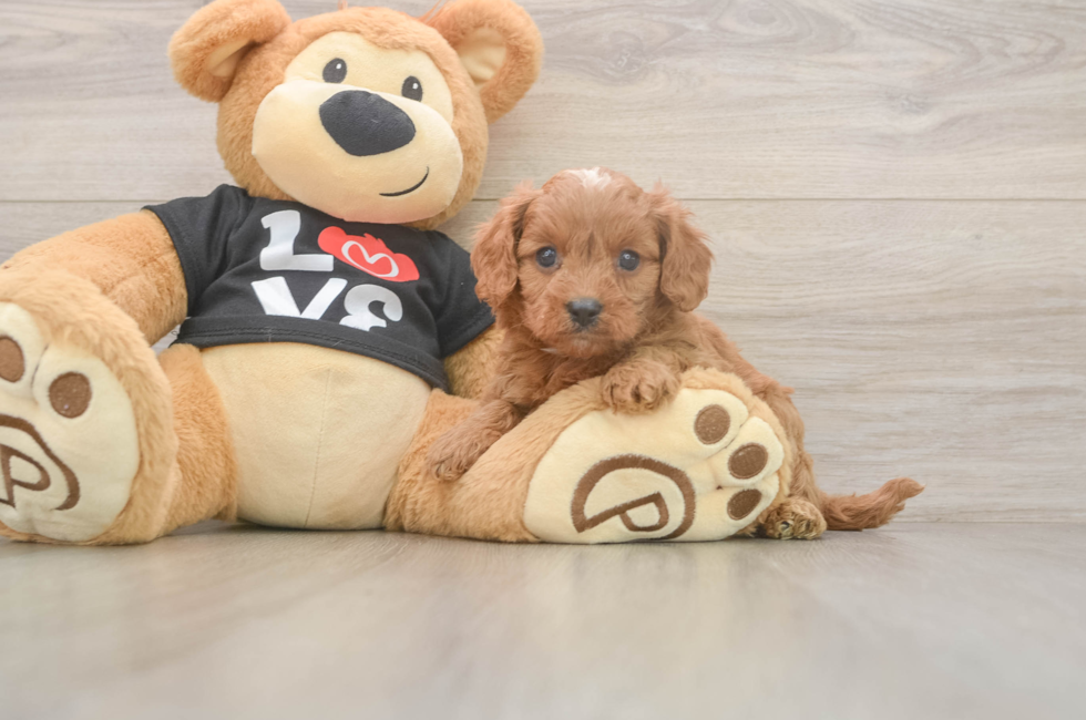 5 week old Cavapoo Puppy For Sale - Premier Pups