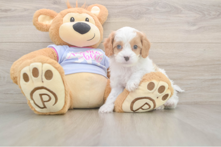 Energetic Cavoodle Poodle Mix Puppy