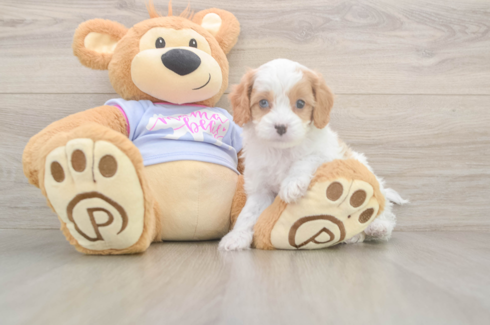 5 week old Cavapoo Puppy For Sale - Premier Pups