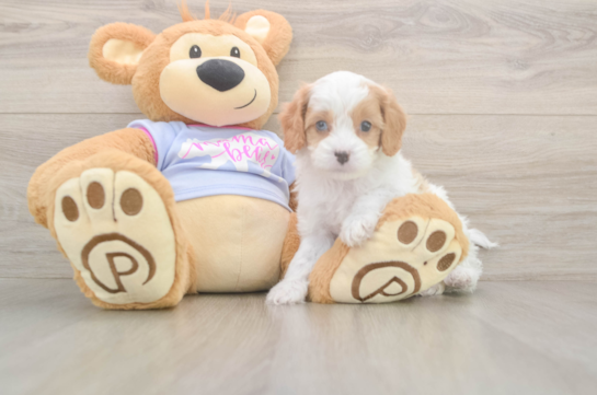 5 week old Cavapoo Puppy For Sale - Premier Pups Energetic Cavoodle Poodle Mix Puppy