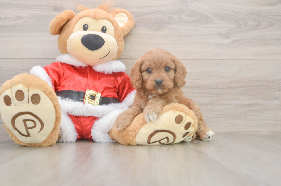 5 week old Cavapoo Puppy For Sale - Premier Pups