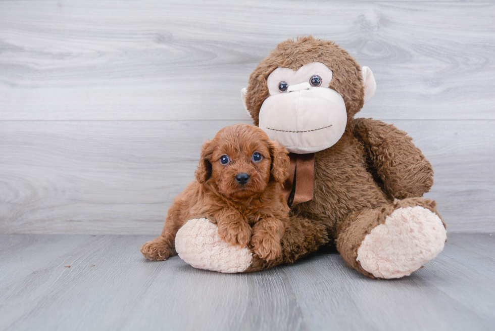 Energetic Cavoodle Poodle Mix Puppy