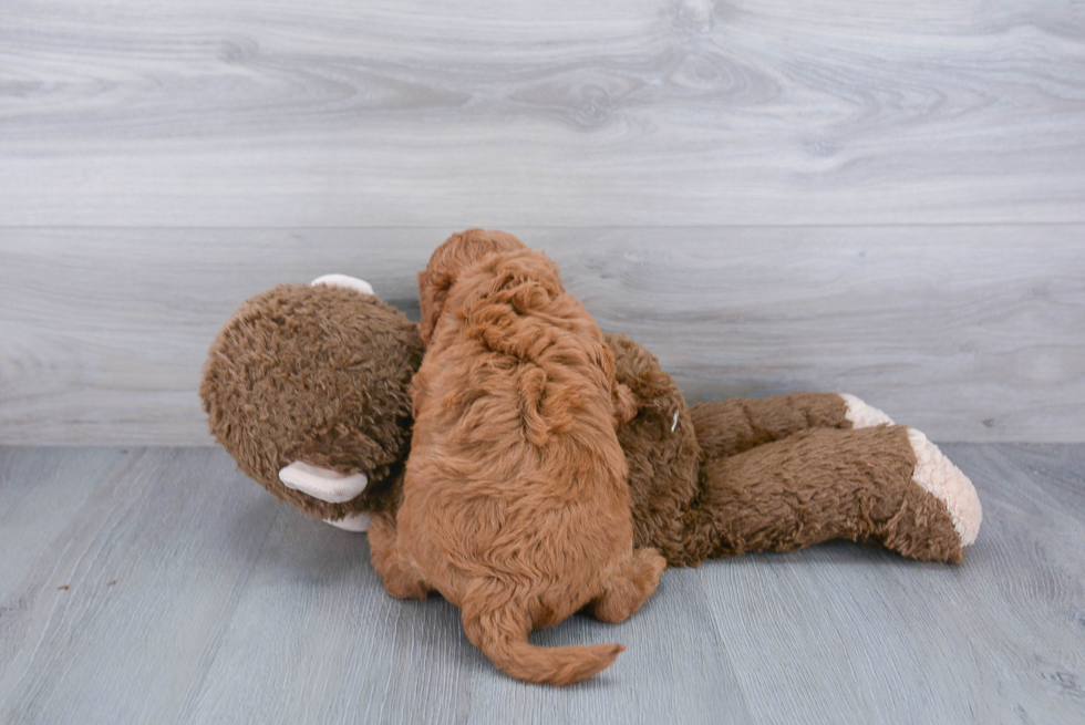 Playful Cavoodle Poodle Mix Puppy