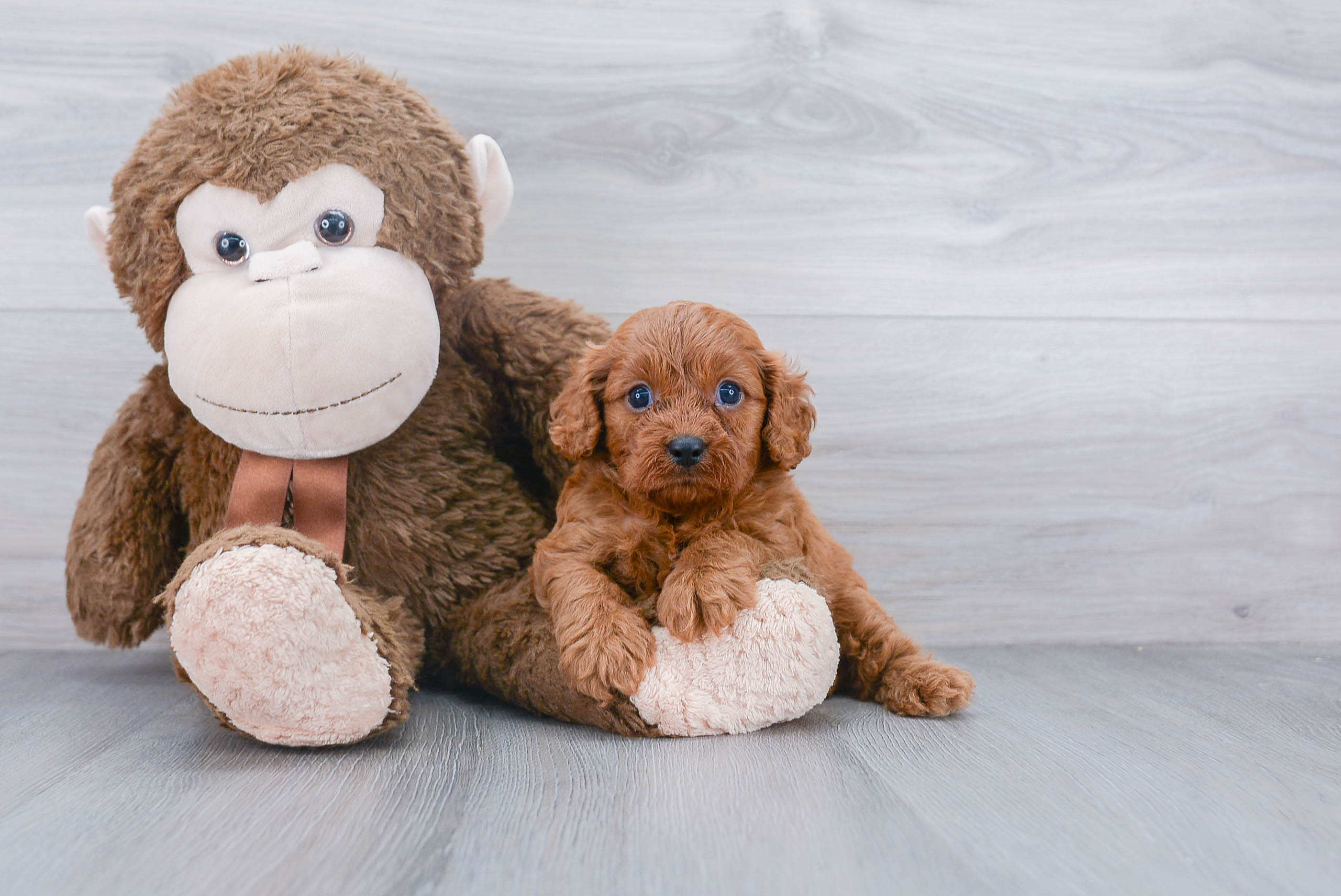 Cavapoo Pup Being Cute