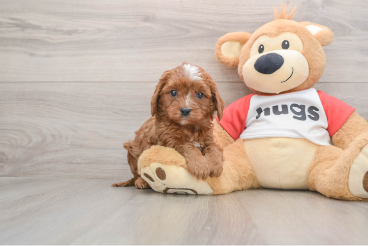 Cavapoo Pup Being Cute