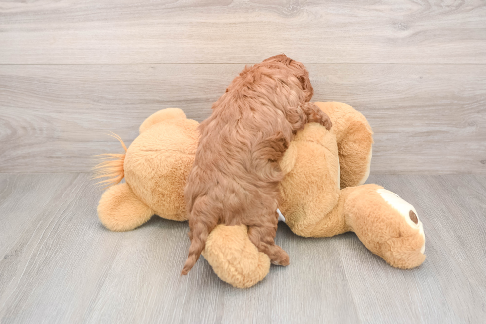 Funny Cavapoo Poodle Mix Pup
