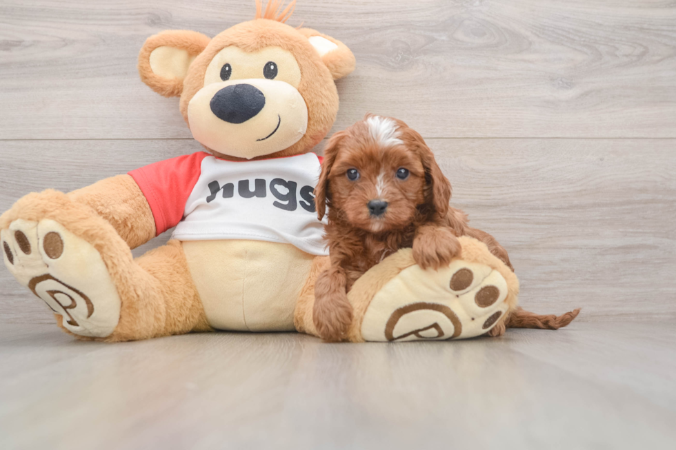 Funny Cavapoo Poodle Mix Pup