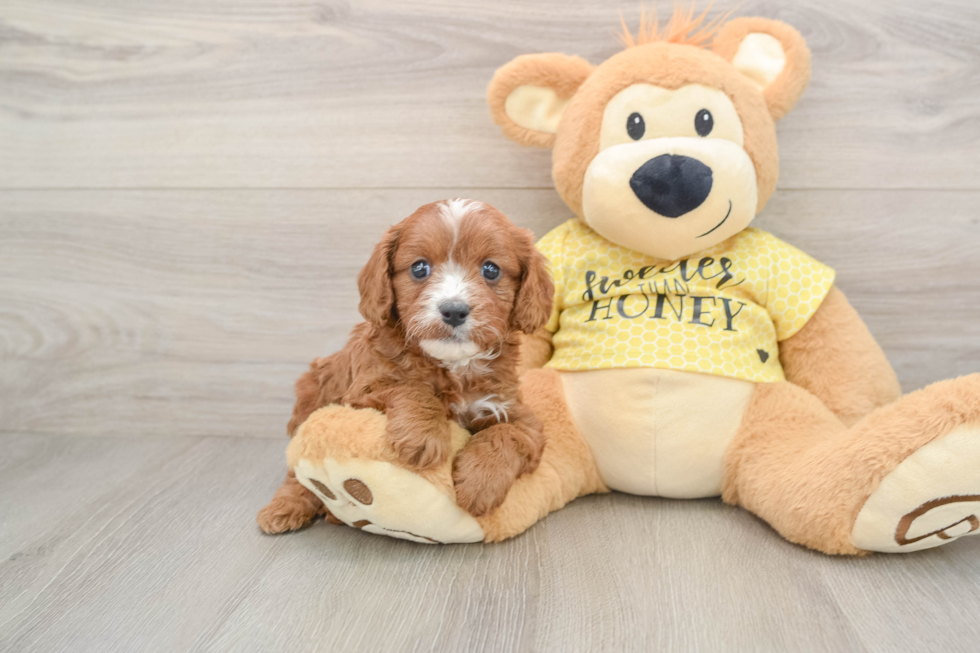 Petite Cavapoo Poodle Mix Pup