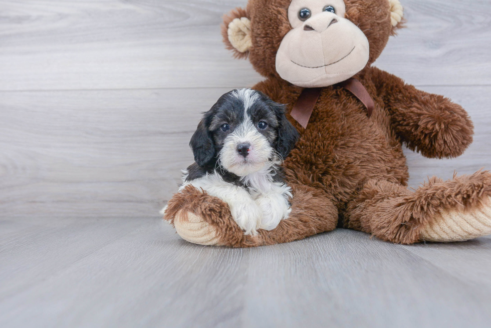 Petite Cavapoo Poodle Mix Pup