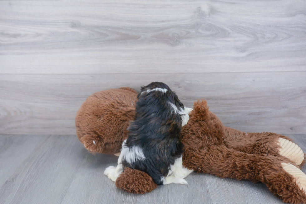 Little Cavoodle Poodle Mix Puppy