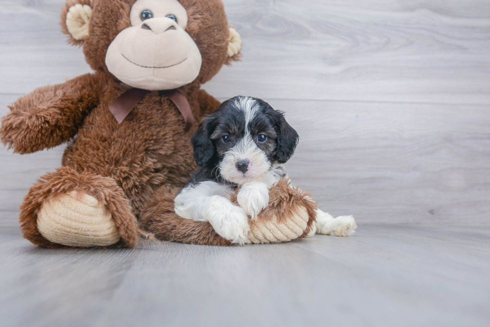 Happy Cavapoo Baby