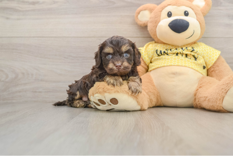 Best Cavapoo Baby