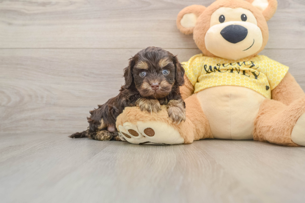 Best Cavapoo Baby