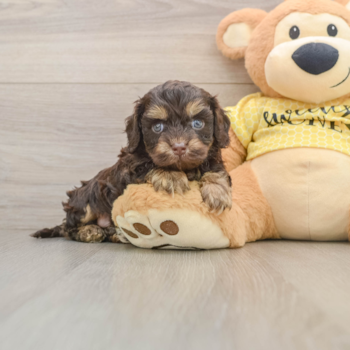 Best Cavapoo Baby