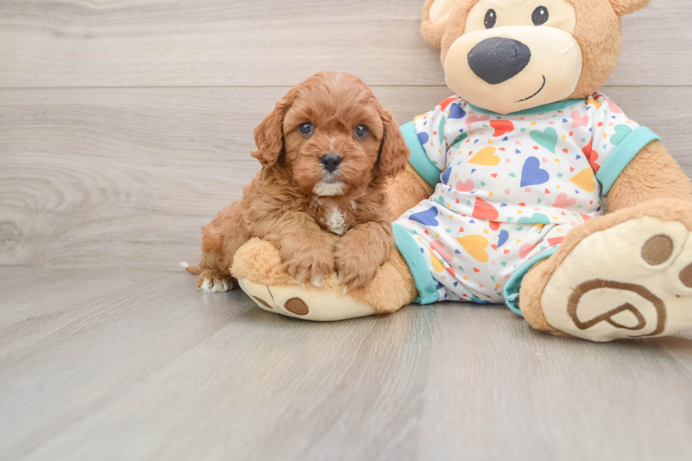 Cavapoo Puppy for Adoption