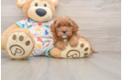 Hypoallergenic Cavadoodle Poodle Mix Puppy