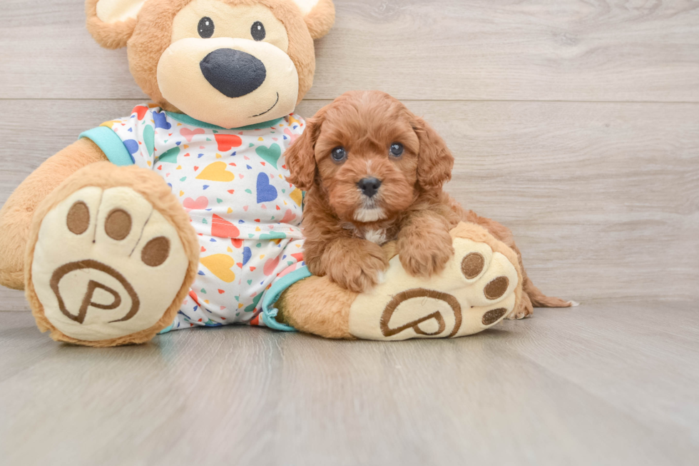 Hypoallergenic Cavadoodle Poodle Mix Puppy