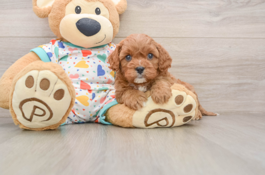 Hypoallergenic Cavadoodle Poodle Mix Puppy