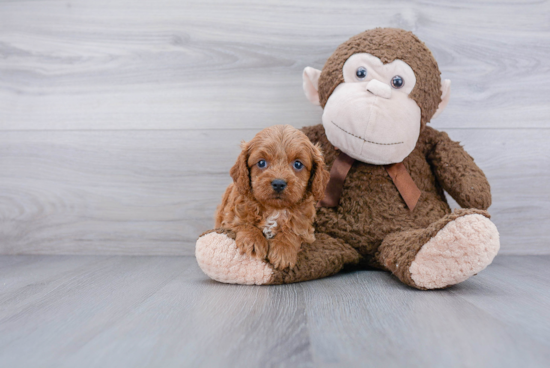 Small Cavapoo Baby