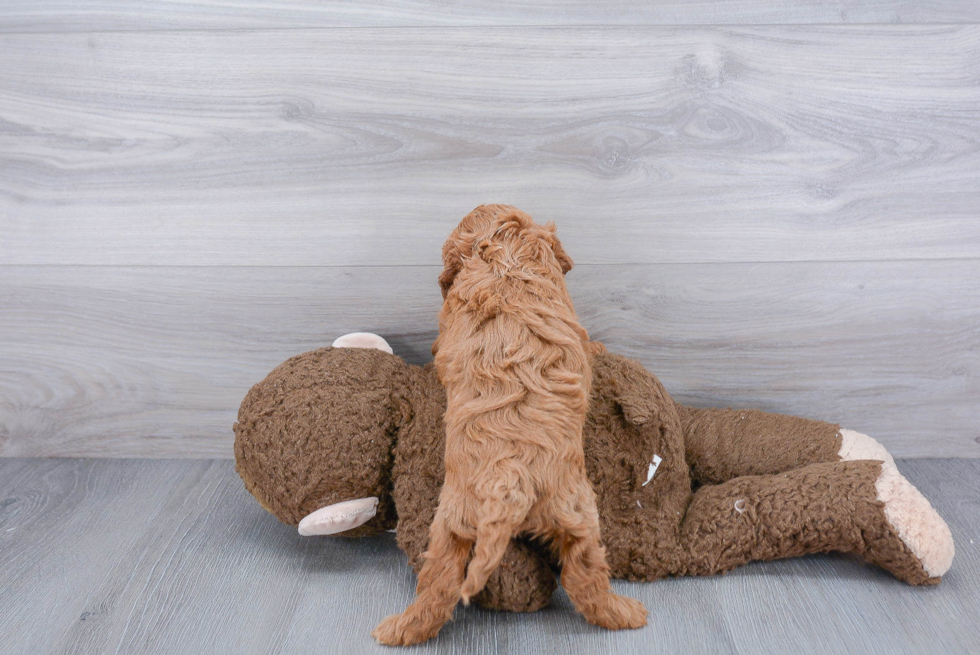 Petite Cavapoo Poodle Mix Pup