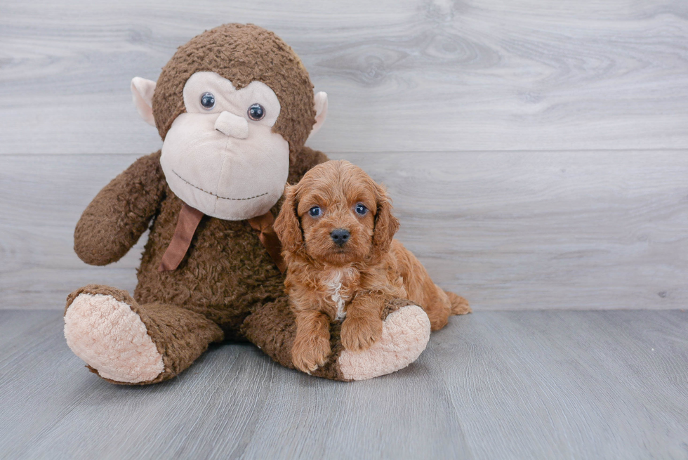 Small Cavapoo Baby