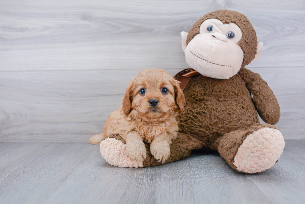 Cavapoo Pup Being Cute