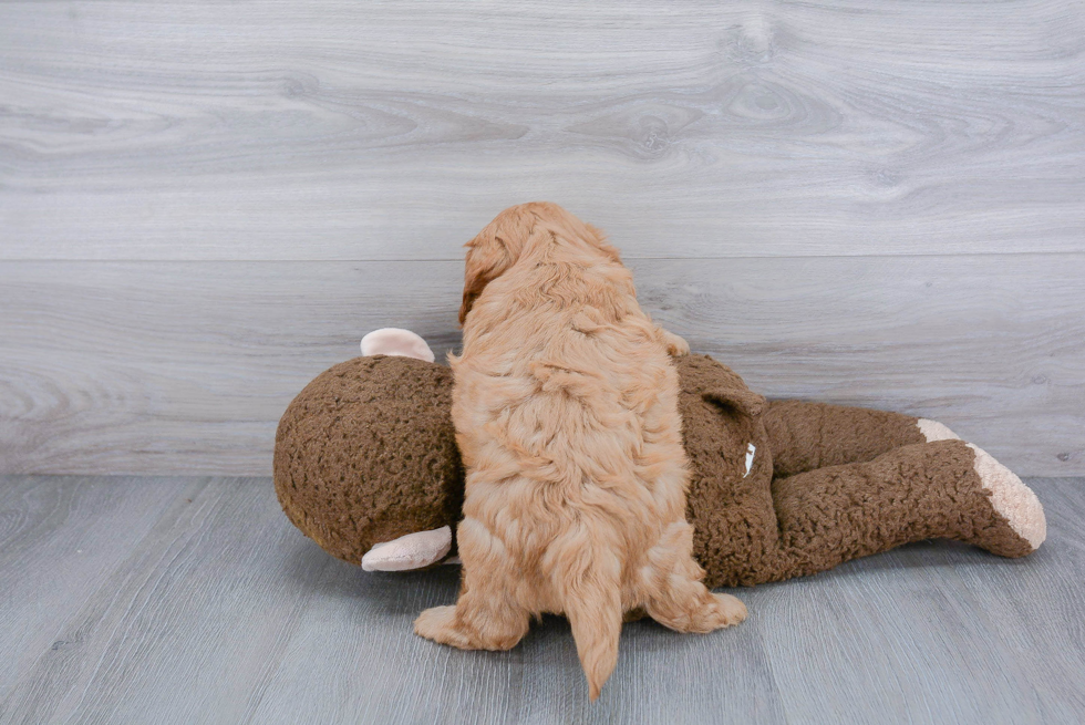 Cute Cavapoo Baby