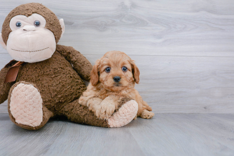 Cute Cavapoo Baby