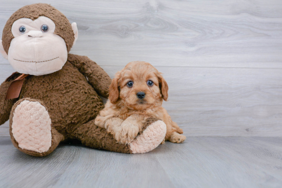 Cute Cavapoo Baby