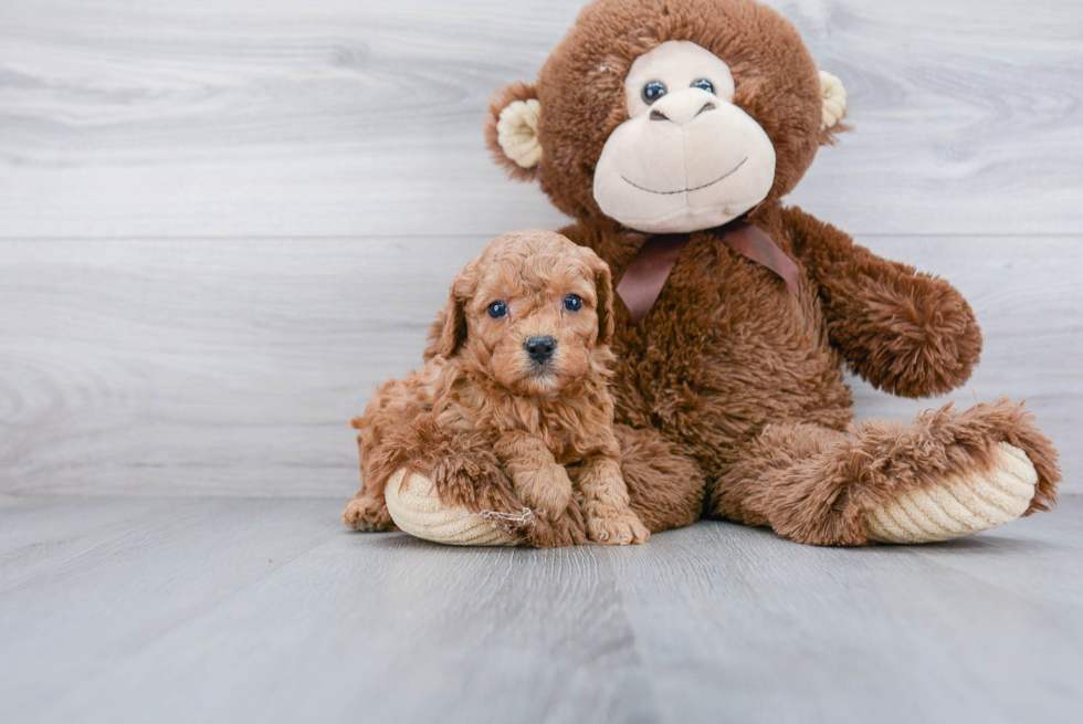 Funny Cavapoo Poodle Mix Pup