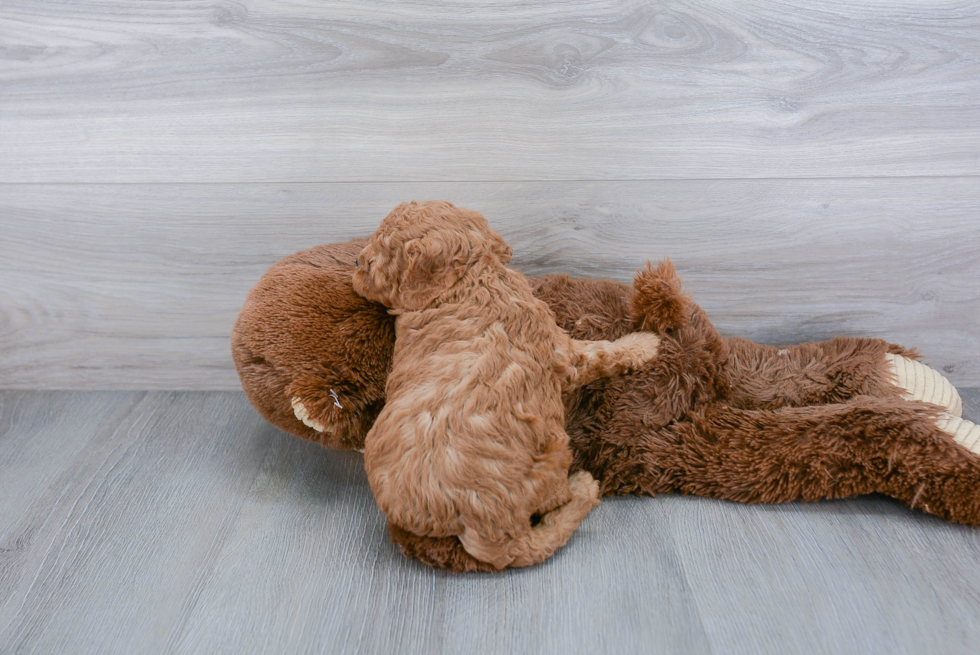 Playful Cavoodle Poodle Mix Puppy