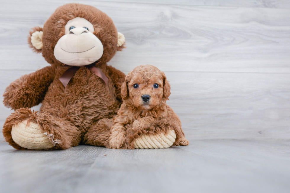 Cavapoo Pup Being Cute