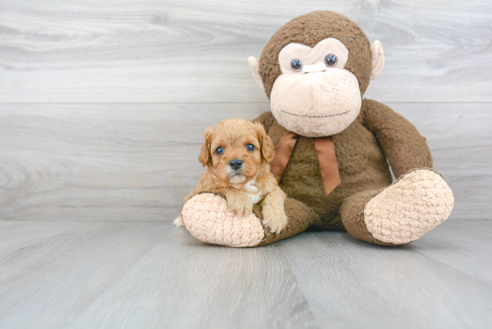 Friendly Cavapoo Baby