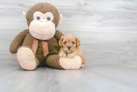 Best Cavapoo Baby