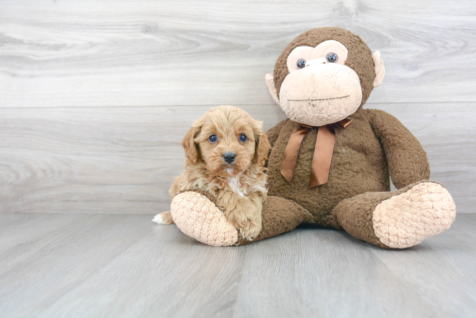 Best Cavapoo Baby