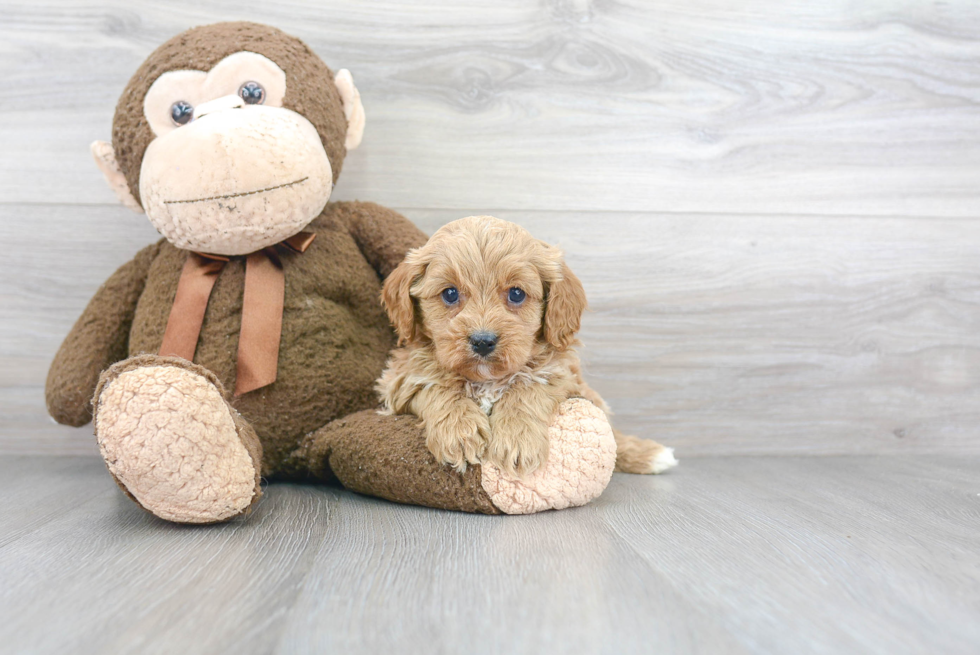 Best Cavapoo Baby