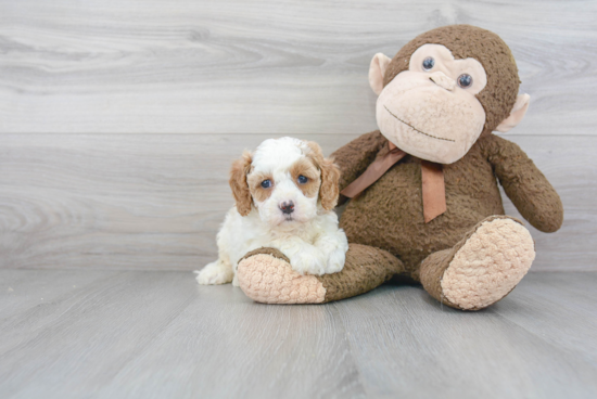 Adorable Cavoodle Poodle Mix Puppy