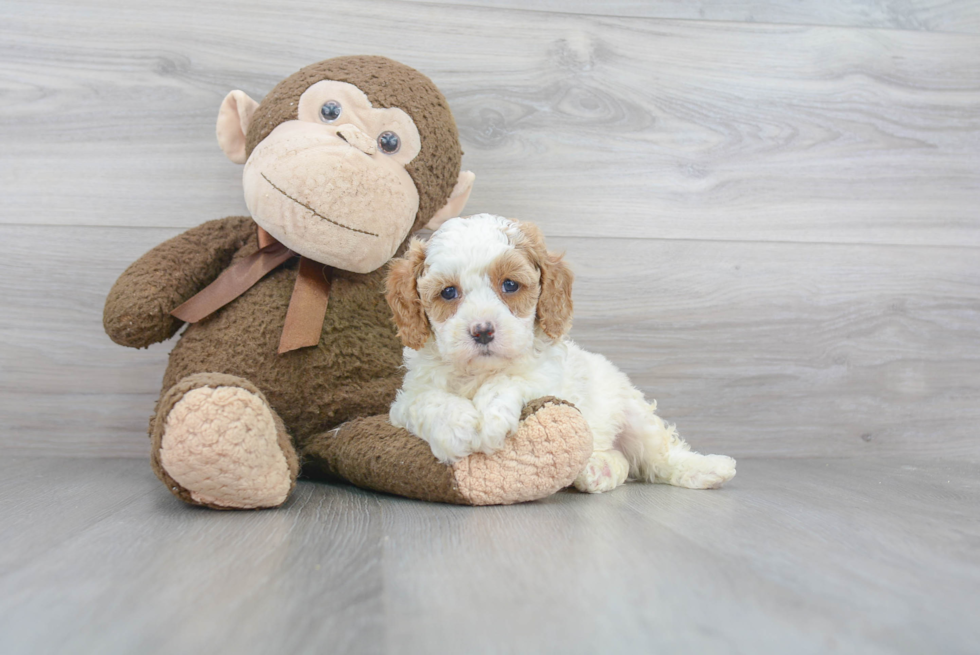 Cavapoo Pup Being Cute