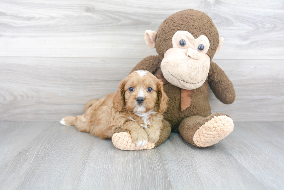 Popular Cavapoo Poodle Mix Pup