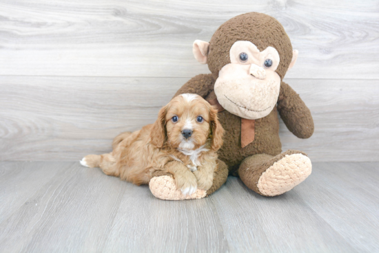 Popular Cavapoo Poodle Mix Pup