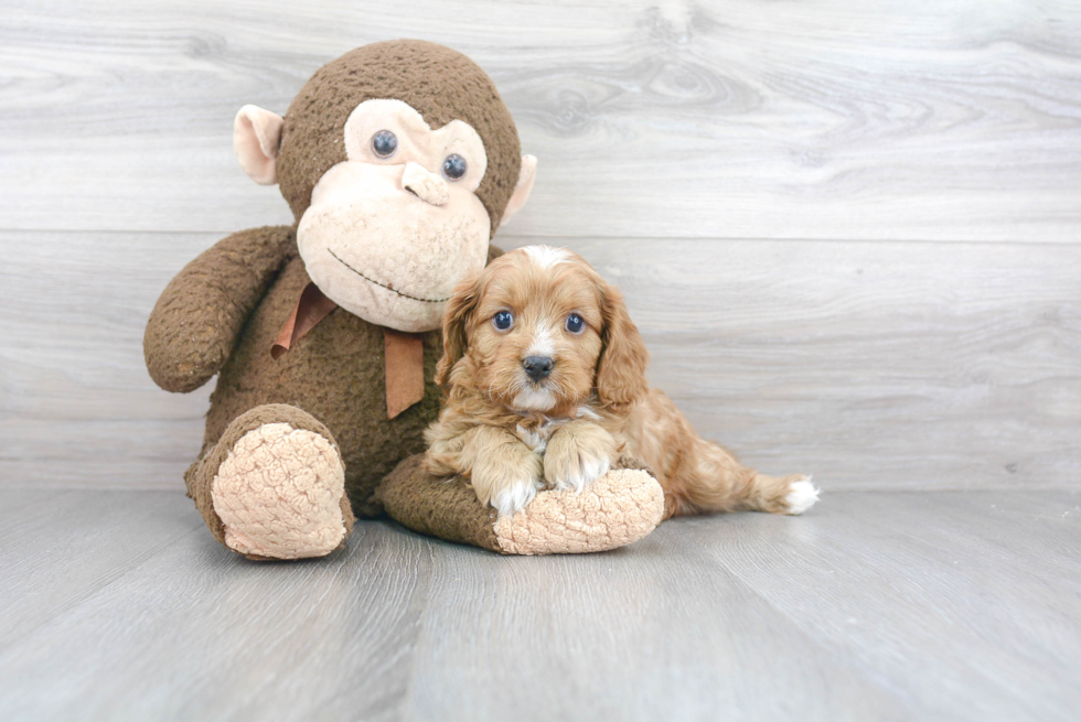 Hypoallergenic Cavoodle Poodle Mix Puppy