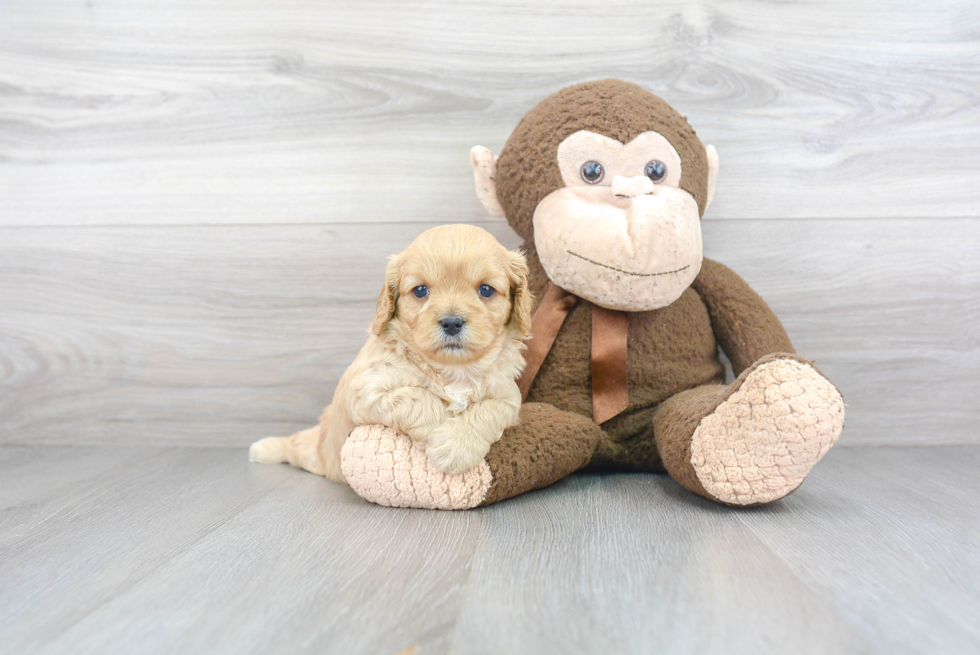 Playful Cavoodle Poodle Mix Puppy